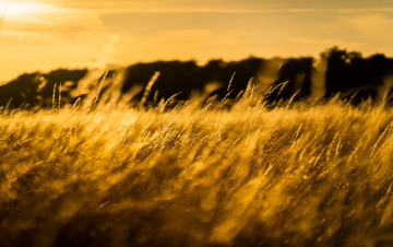 Картинка природа макро колоски трава свет солнце поле луг