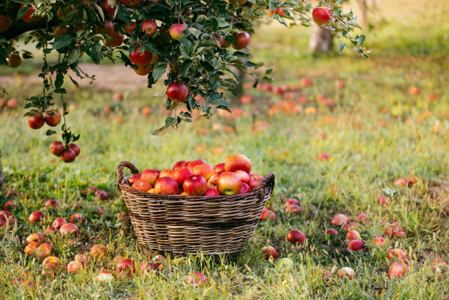 Обои картинки фото еда, яблоки, корзина, урожай, сад