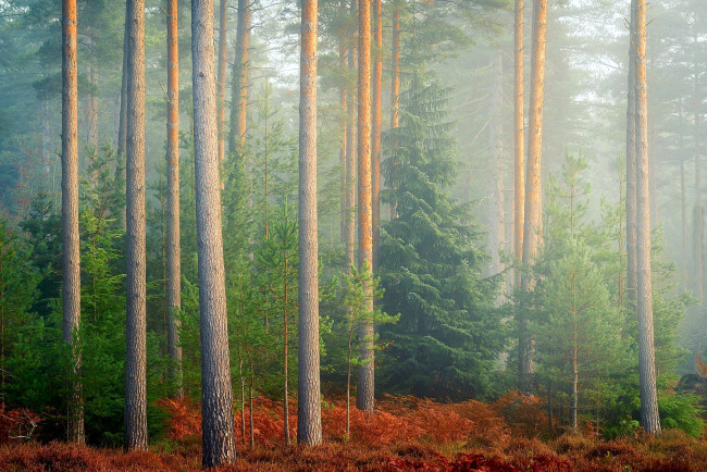 Обои картинки фото природа, лес, папоротник, туман, сосны