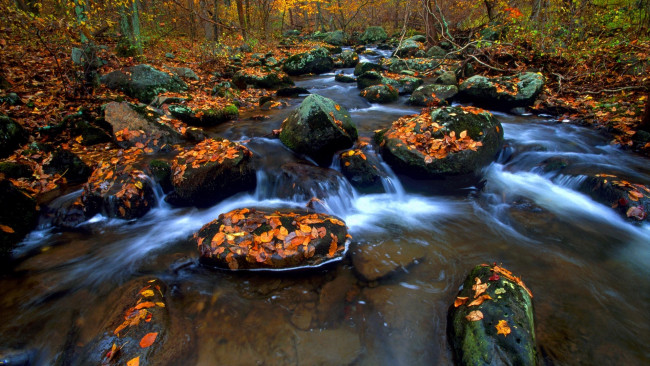 Обои картинки фото природа, реки, озера, лес, деревья, листья, осень, камни, ручей