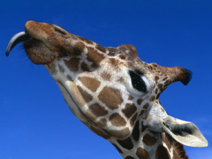 Картинка животные жирафы