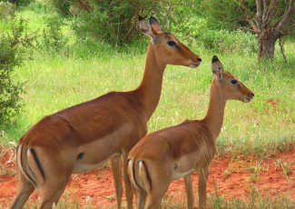Картинка животные антилопы олени