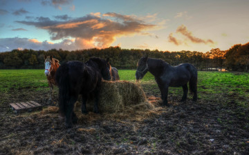 Картинка животные лошади сено вечер