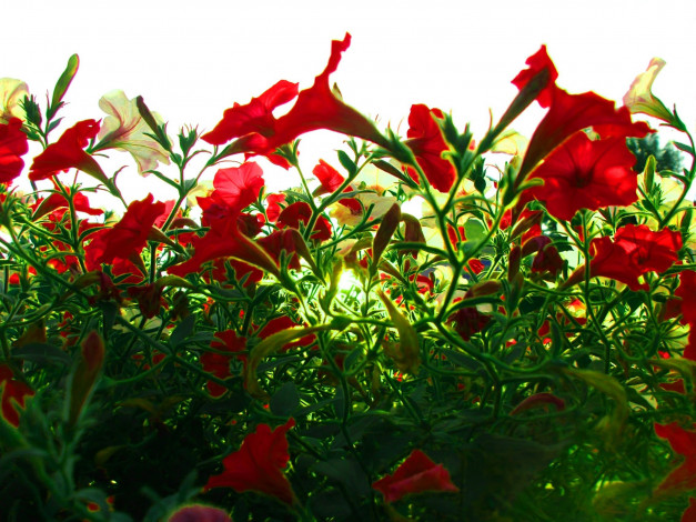 Обои картинки фото цветы, петунии, калибрахоа, красный
