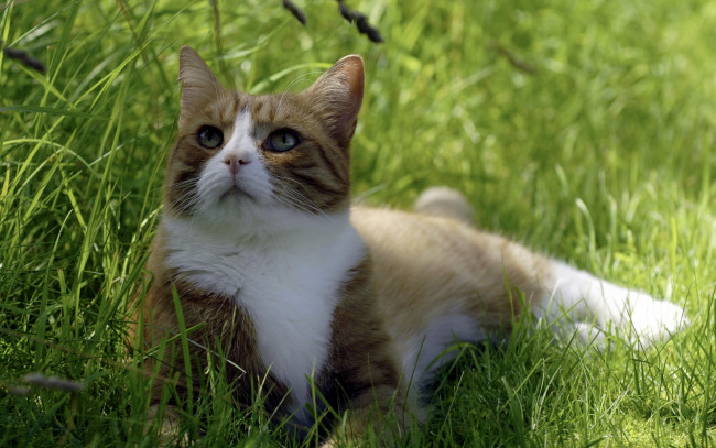 Обои картинки фото животные, коты, трава, кошка, тень, лето