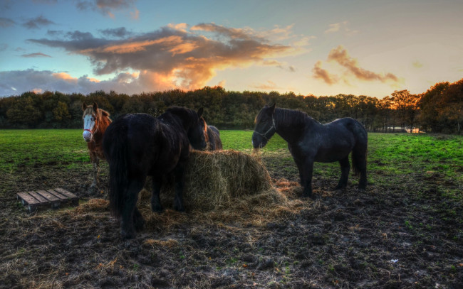 Обои картинки фото животные, лошади, сено, вечер