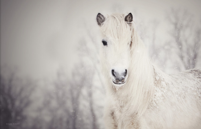 Обои картинки фото животные, лошади, лошадь, снег, белая, снежная