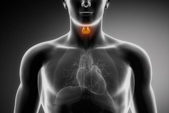 Картинка 3д+графика другое+ other щитовидная железа органы легкие сердце
