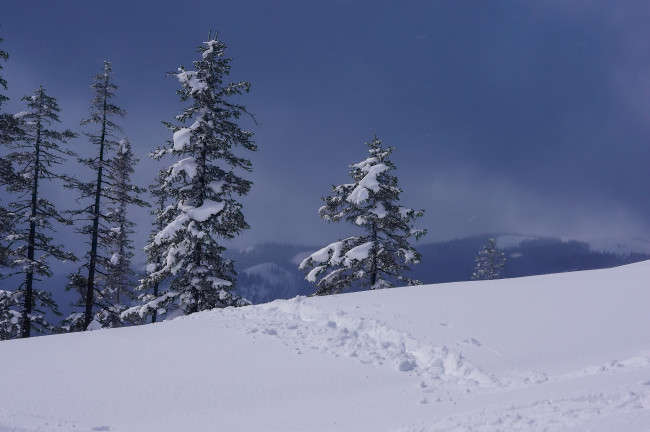 Обои картинки фото природа, зима, россия, деревья, хабаровский, край, снег