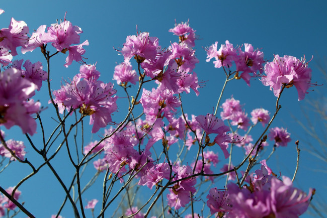 Обои картинки фото цветы, рододендроны , азалии, небо, розовый, рододендрон