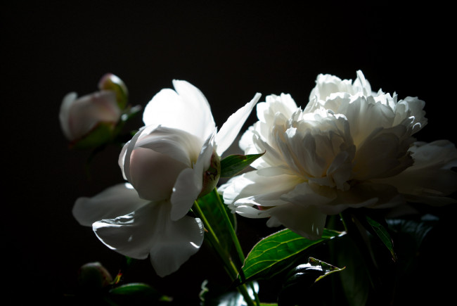 Обои картинки фото цветы, пионы, белые, фон