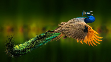 Картинка животные павлины полет поза птица обработка хвост павлин летит зеленый фон размах крыльев