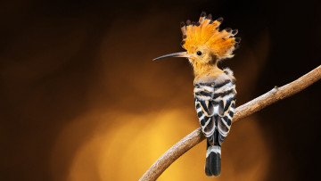 Картинка животные удоды свет фон птица обработка ветка коричневый удод