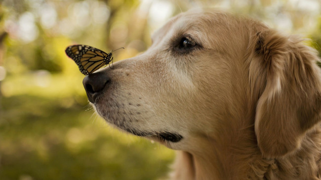 Обои картинки фото животные, разные вместе, собака, бабочка