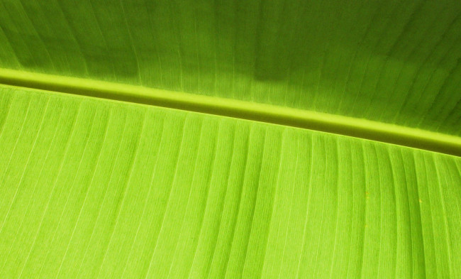 Обои картинки фото природа, листья, лист, банан