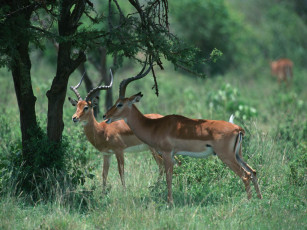 Картинка животные антилопы
