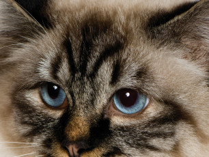 Картинка животные коты глаза
