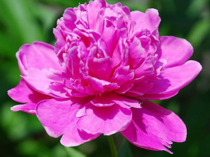 Картинка цветы пионы макро яркий розовый