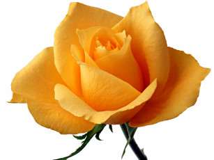 Картинка цветы розы желтая