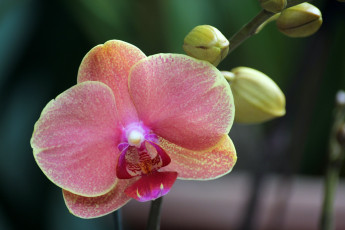 Картинка цветы орхидеи розовый бутоны