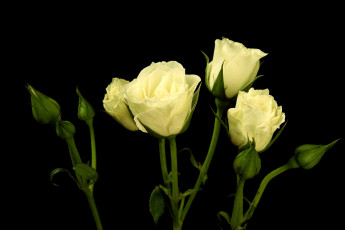 Картинка цветы розы бледно-желтый бутоны