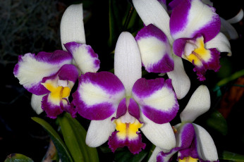Картинка цветы орхидеи экзотика пестрый бело-лиловый