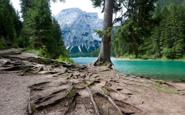 Картинка природа реки озера деревья лес италия горы озеро корни