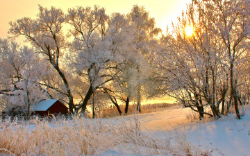 обоя природа, зима, снег, деревья