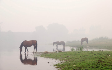 Картинка животные лошади конь туман лошадь