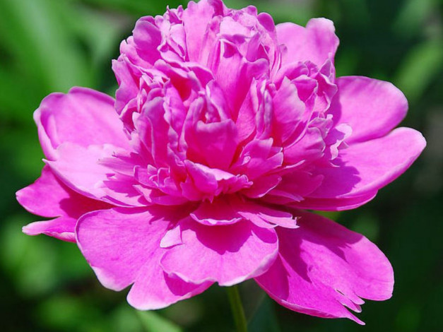 Обои картинки фото цветы, пионы, макро, яркий, розовый