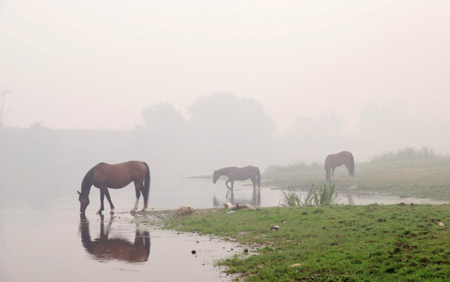 Обои картинки фото животные, лошади, конь, туман, лошадь