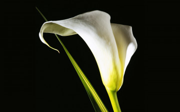 Картинка цветы каллы лепестки белые