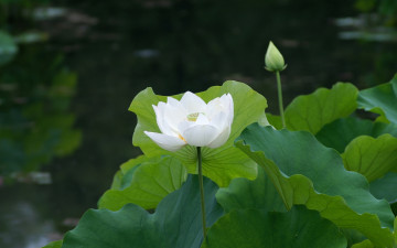 Картинка цветы лотосы лотос листья белая водяная лилия пруд