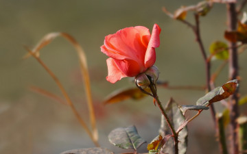 Картинка цветы розы цветущая роза