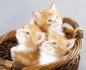 Картинка животные коты корзинка котята рыжие