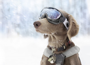 Картинка животные собаки очки снег зима горнолыжные спортивные собака