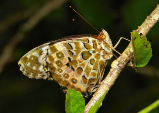 Картинка животные бабочки +мотыльки +моли бабочка коричневая насекомое макро itchydogimages усики крылья