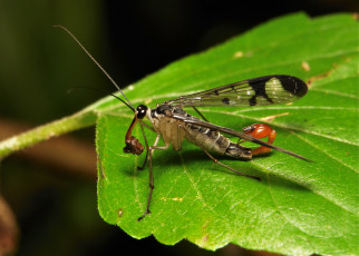 Картинка животные насекомые лист макро насекомое itchydogimages