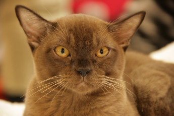 Картинка животные коты мордочка кошка