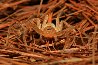 Картинка животные пауки паук травинка макро фон насекомое