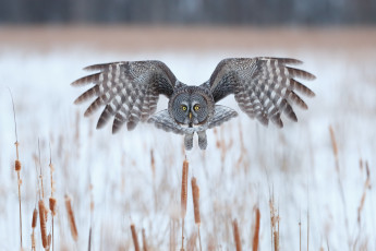 Картинка животные совы сова полёт взгляд птица зима камыш крылья