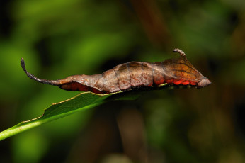 Картинка животные гусеницы itchydogimages макро веточка листья гусеница