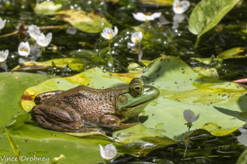 Картинка животные лягушки цветы листья лягушка вода озеро