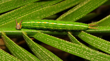 Картинка животные гусеницы itchydogimages макро насекомое лист гусеница необычная