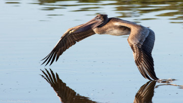 Картинка животные пеликаны полёт птица озеро крылья