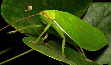 Картинка животные кузнечики +саранча насекомое макро крылатый кузнечик зелёный