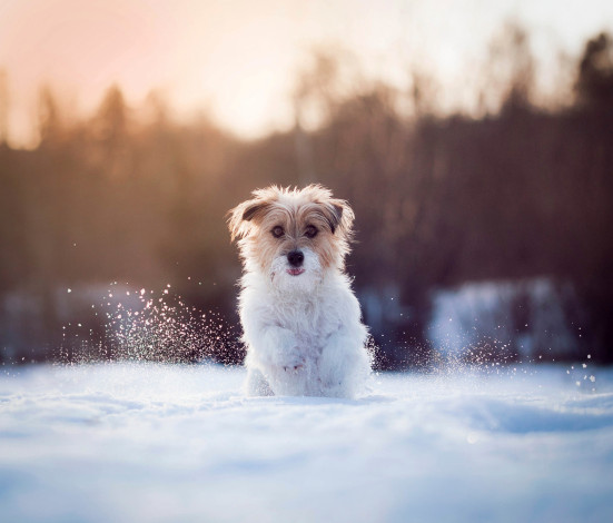 Обои картинки фото животные, собаки, снег, бег, собачка