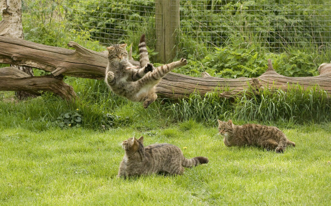 Обои картинки фото животные, коты, шотландская, дикая, кошка, the, scottish, wildcat, игры, кунг-фу, трава