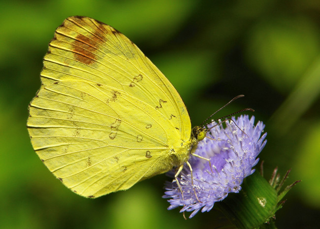 Обои картинки фото животные, бабочки,  мотыльки,  моли, крылья, itchydogimages, жёлтая, насекомое, макро, цветок, бабочка, усики