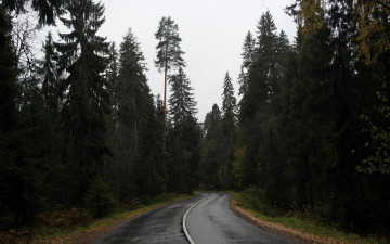 обоя природа, дороги, дорога, лес